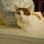 おてんば未来ちゃん
