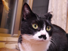 staff_cat_kii