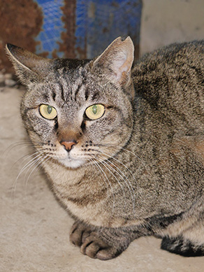 staff_cat_maruko